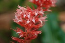 Stenorrhynchos speciosum